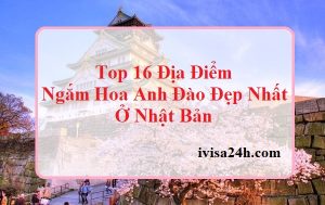 hoa-anh-dao